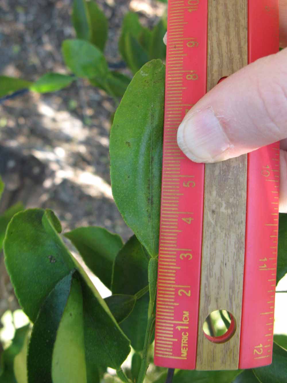              Unifoliolate leaf (Winter Haven, FL)       
